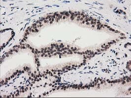SNX8 Antibody (clone OTI1E5)