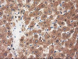 GRHPR / Glyoxylate Reductase Antibody (clone OTI1H8, Carrier-free)
