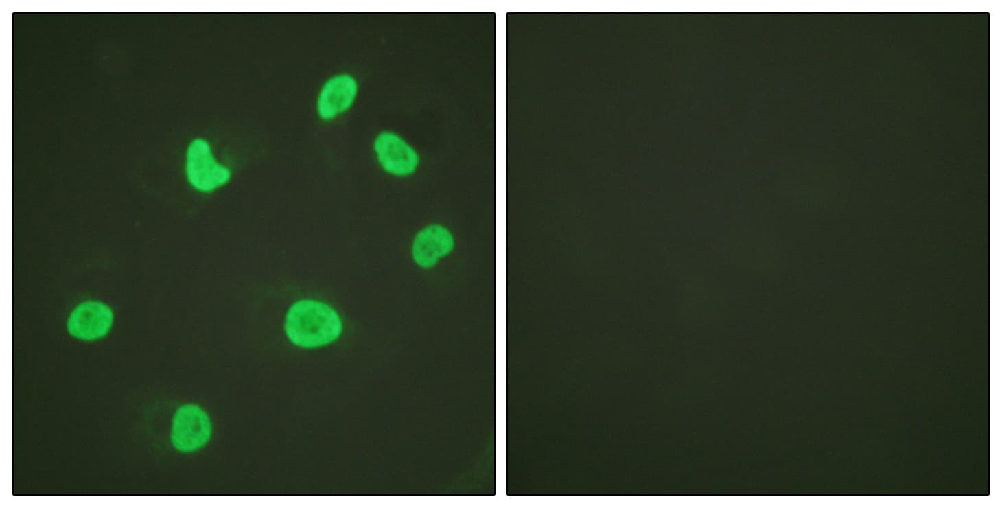 IHC-plus™ Histone H3 Antibody (aa11-60)