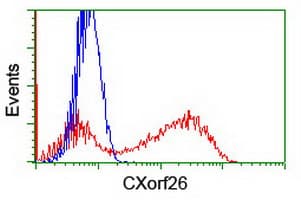 CXorf26 Antibody (clone OTI4F11)