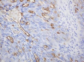 Monoclonal Mouse anti-Human EMA / MUC1 Antibody (clone OTI4A5, IHC, IF, WB)