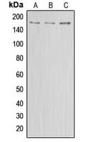 IHC-plus™ ABCA8 Antibody (Internal)