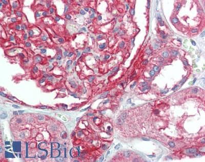 IHC-plus™ CD151 Antibody