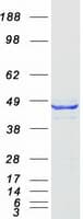 Human C16orf70 / LIN10 Protein (Recombinant Myc-DDK (Flag))