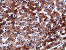 CD80 Antibody (clone OTI2H1)