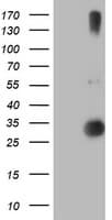 RFXANK Antibody (clone OTI3E7, Carrier-free)