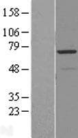 RAD18 Protein (Over-Expression Lysate Myc-DDK (Flag))