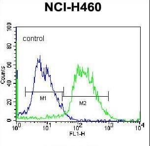 Polyclonal Rabbit anti-Human PCDHAC2 Antibody (aa616-644, IHC, IF, WB)