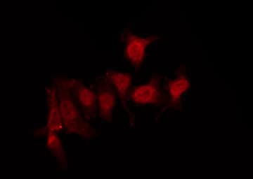 GPR152 Antibody
