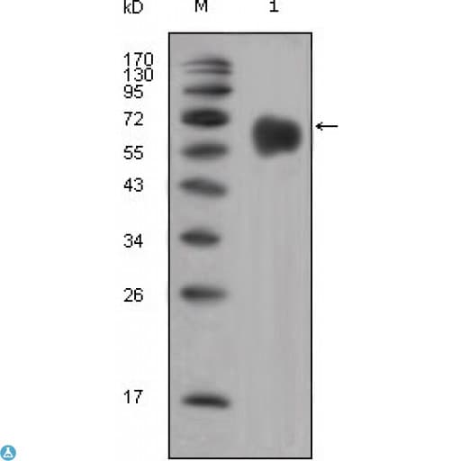FGFR4 Antibody