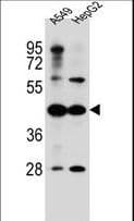ACSM6 Antibody (aa433-460)