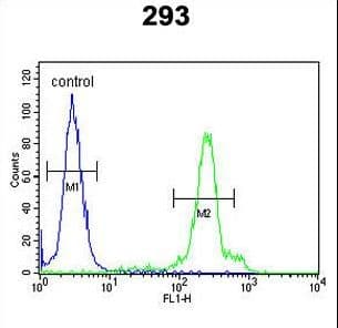 Polyclonal Rabbit anti-Human ERMN / Juxtanodin Antibody (aa113-141, WB)