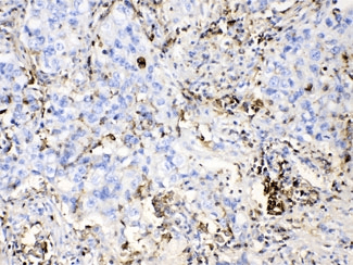 DHODH Antibody