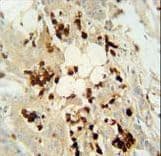 DCAF4L2 Antibody (aa1-30)