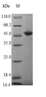 Mouse EGFL8 / NG3 Protein (Recombinant 10His-SUMO, N-terminus + Myc, C-terminus)