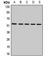 Mtnd4 Antibody