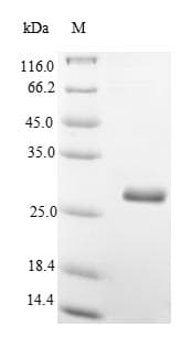 Mouse THY1 / CD90 Protein (Recombinant 6His-SUMO, N-terminus)