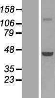 PHAX Protein (Over-Expression Lysate Myc-DDK (Flag))
