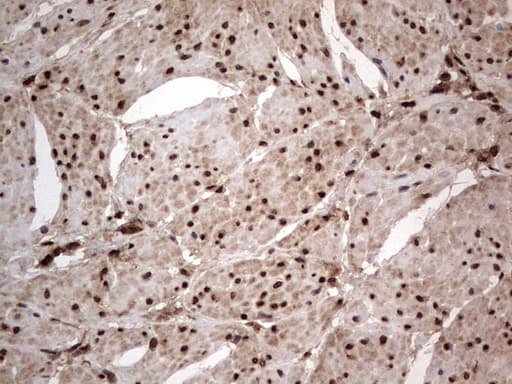 H2AFY2 Antibody (aa2-261, clone OTI1C2)