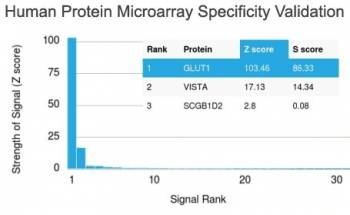 SLC2A1 / GLUT-1 Antibody (clone GLUT1/2476, Azide-free, BSA-free)