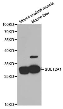 SULT2A1 / Sulfotransferase 2A1 Antibody