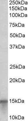 IHC-plus™ S100A7 / Psoriasin Antibody (aa18-30)