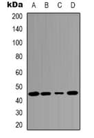 Polyclonal Rabbit anti-Human JUN / c-Jun Antibody (Internal, IHC, WB)