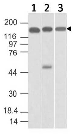 SMC4 Antibody