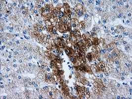 HSD17B10 / HADH2 Antibody (clone OTI5E2)