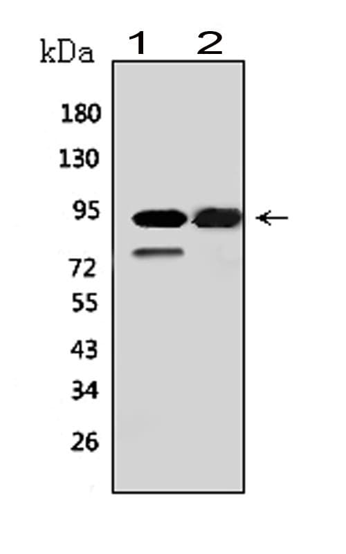 Polyclonal Rabbit anti-Human MCM6 Antibody (aa589-605, IHC, WB)