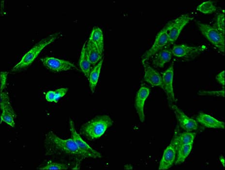 SLFN11 Antibody
