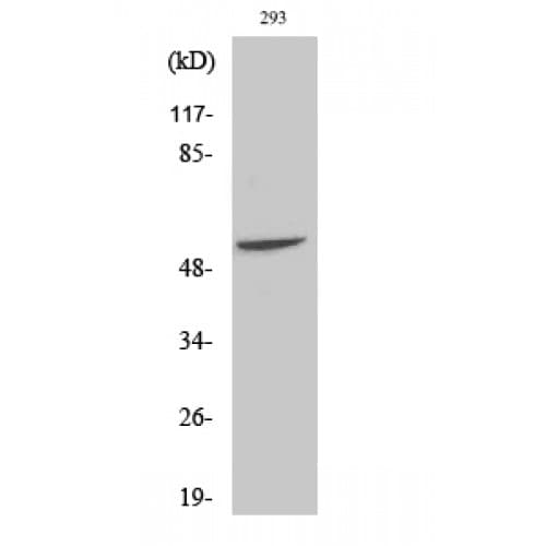 FGL2 Antibody (N-Terminal)