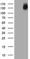 EGFR Antibody (aa900-1210, clone OTI1A3)