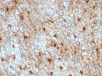 GFAP Antibody (clone GA-5 + ASTRO/789)