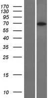 RCOR3 Protein (Over-Expression Lysate Myc-DDK (Flag))