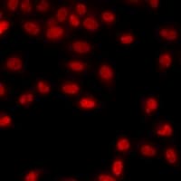 HIST3H3 Antibody