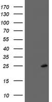 FXN / Frataxin Antibody (clone OTI3C3)