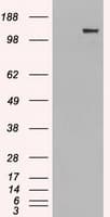 L1CAM Antibody (clone OTI1H3)