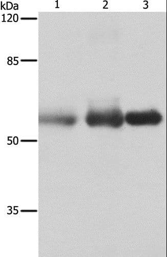 Nectin-1 / PVRL1 Antibody