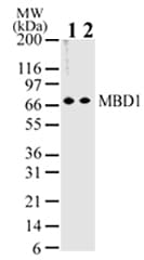 MBD1 Antibody (clone 100B272.1.)