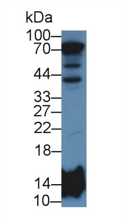 HIST2H2BE Antibody (aa2-126)