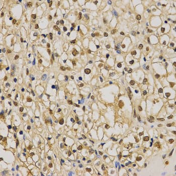 Histone H3 Antibody (Di-Methyl-Lys79)