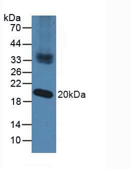 NXN Antibody (aa166-327)