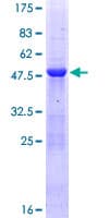 Human MED20 Protein (Recombinant GST)