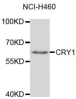 CRY1 Antibody