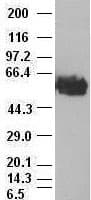 MYC / c-Myc Antibody (clone OTI3F2)
