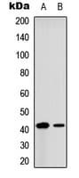 CREB1 / CREB Antibody (Internal)