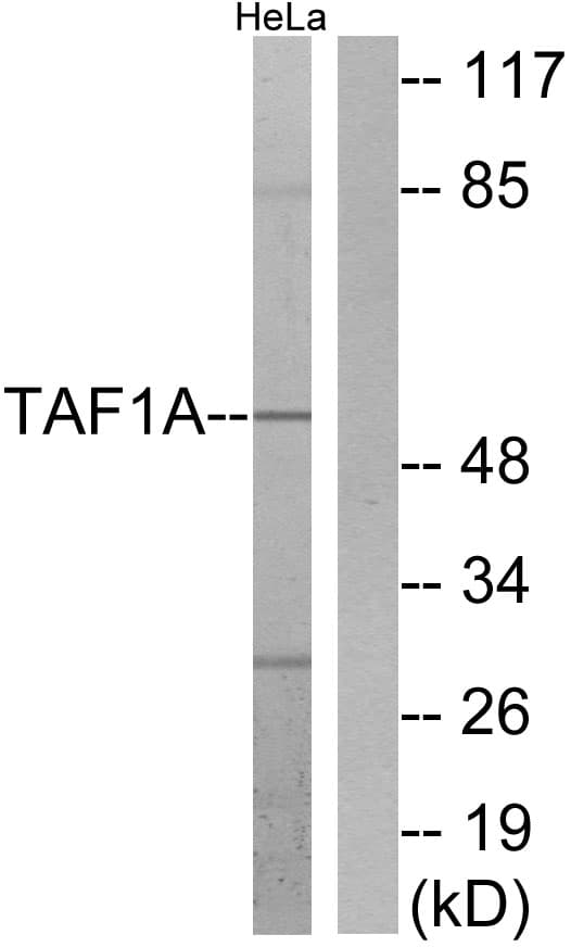 TAF1A Antibody (aa301-350)