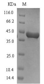 Dog Arginine esterase Protein (Recombinant 6His-SUMO, N-terminus)