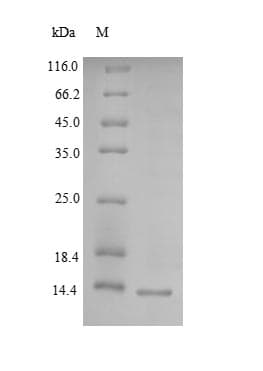 Human LY6H Protein (Recombinant 6His, N-terminus)